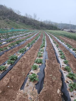 박정석님의 🌱내 작물 자랑하기! · 참여글 작성글 사진
