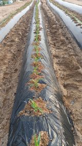 팜모닝 🌱내 작물 자랑하기!·참여글 게시글 이미지