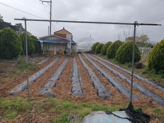 마바리63님의 🌱내 작물 자랑하기! · 참여글 작성글 사진