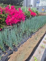 김연숙님의 🌱내 작물 자랑하기!·참여글 작성글 사진