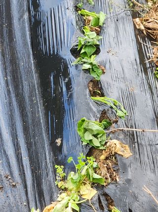 화순초보농군님의 🌱내 작물 자랑하기! · 참여글 작성글 사진