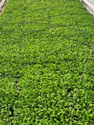 병풍취산채농원님의 자유주제 · 자유게시판 작성글 사진