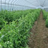 팜모닝 🌱내 작물 자랑하기!·참여글 게시글 이미지