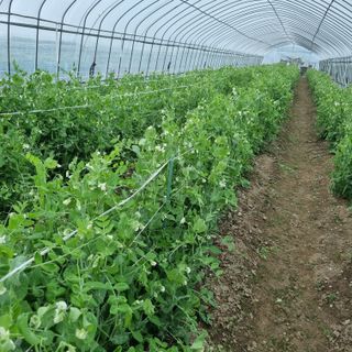 유병규님의 🌱내 작물 자랑하기! · 참여글 작성글 사진