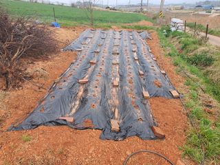 마바리63님의 🌱내 작물 자랑하기! · 참여글 작성글 사진