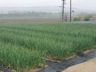 구봉갑산님의 🌱내 작물 자랑하기! · 참여글 작성글 사진