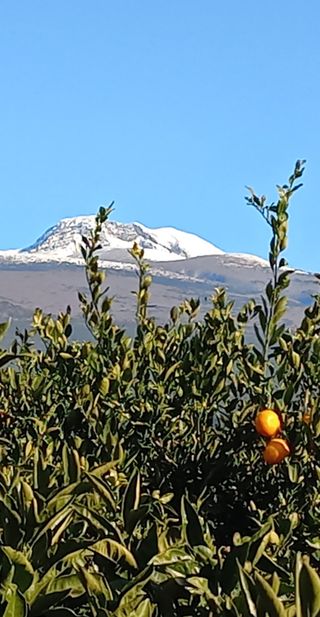중촌님의 🌱내 작물 자랑하기! · 참여글 작성글 사진