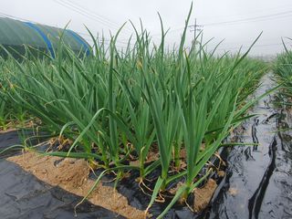 구봉갑산님의 🌱내 작물 자랑하기! · 참여글 작성글 사진