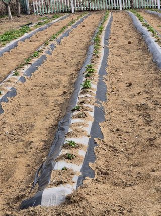 김연숙님의 🌱내 작물 자랑하기! · 참여글 작성글 사진