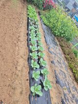 김연숙님의 🌱내 작물 자랑하기!·참여글 작성글 사진