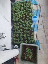 팜모닝 🌱내 작물 자랑하기!·참여글 게시글 이미지