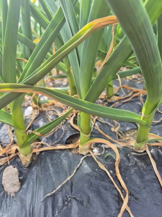 김연숙님의 🌱내 작물 자랑하기! · 참여글 작성글 사진