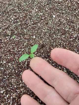 서산팔봉농원님의 자유주제 · 자유게시판 작성글 사진