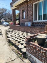 민초피 농원님의 🌱내 작물 자랑하기!·참여글 작성글 사진