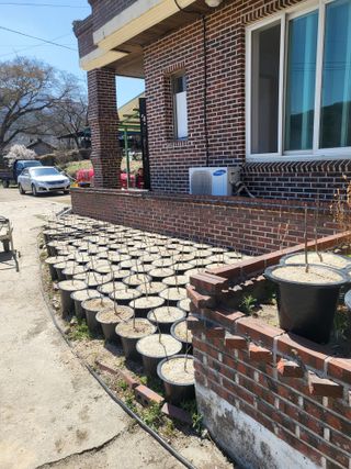 민초피 농원님의 🌱내 작물 자랑하기! · 참여글 작성글 사진