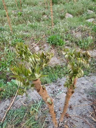 민초피 농원님의 🌱내 작물 자랑하기! · 참여글 작성글 사진