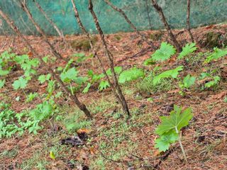 전택춘님의 🌱내 작물 자랑하기! · 참여글 작성글 사진