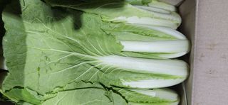 빨간장화농장 김숙자님의 작성글 사진