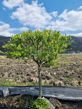 연산나무농장님의 자유주제 · 자유게시판 작성글 사진