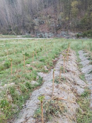 민초피 농원님의 🌱내 작물 자랑하기! · 참여글 작성글 사진