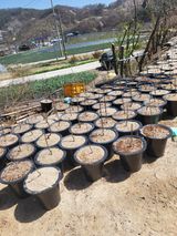 팜모닝 🌱내 작물 자랑하기!·참여글 게시글 이미지