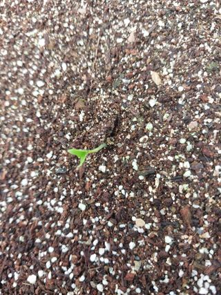 서산팔봉농원님의 자유주제 · 자유게시판 작성글 사진