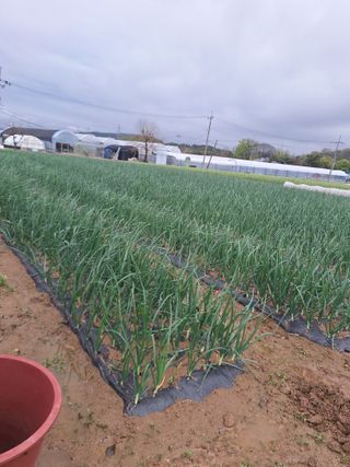 마늘25328님의 🌱내 작물 자랑하기! · 참여글 작성글 사진