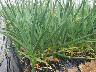 구봉갑산님의 🌱내 작물 자랑하기! · 참여글 작성글 사진