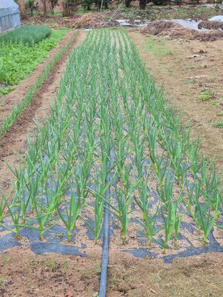 전택춘님의 🌱내 작물 자랑하기! · 참여글 작성글 사진