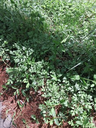 고산국토사랑풀뽑기님의 자유주제 · 자유게시판 작성글 사진