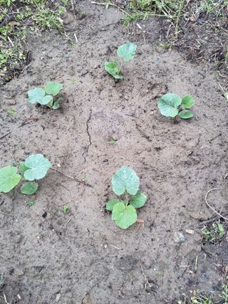 식만동 복합영농님의 🌱내 작물 자랑하기! · 참여글 작성글 사진