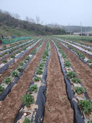 박정석님의 🌱내 작물 자랑하기! · 참여글 작성글 사진