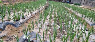 블루베리17119님의 🌱내 작물 자랑하기! · 참여글 작성글 사진