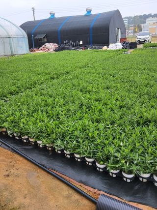 팜모닝회원 김순달 님의 🌱내 작물 자랑하기! · 참여글 작성글 사진