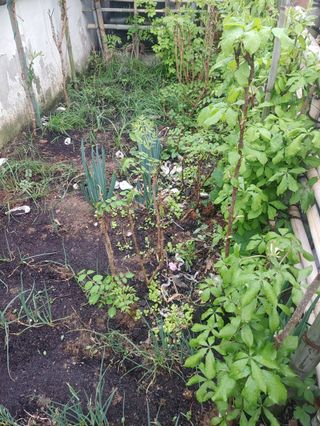 이현상홍길동건강즙님의 자유주제 · 자유게시판 작성글 사진