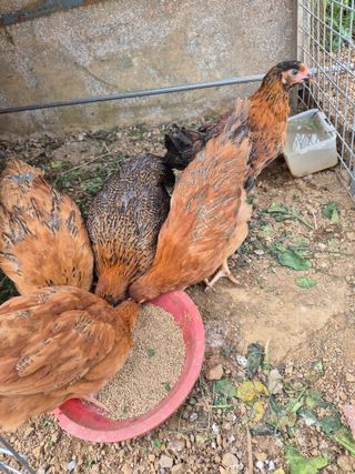 농부님.모두.모두힘님의 🌱내 작물 자랑하기! · 참여글 작성글 사진