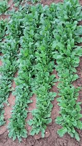 팜모닝 자유주제·자유게시판 게시글 이미지