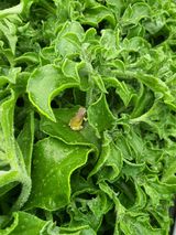 팜모닝 🌱내 작물 자랑하기!·참여글 게시글 이미지