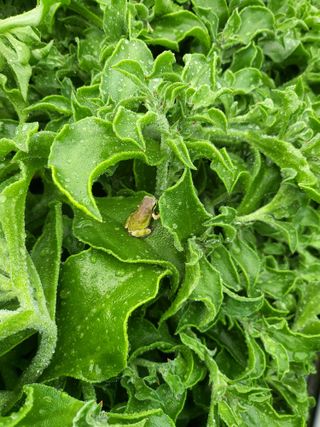 이정혜님의 🌱내 작물 자랑하기! · 참여글 작성글 사진