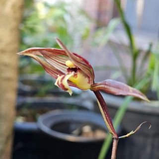 중촌님의 🌱내 작물 자랑하기! · 참여글 작성글 사진