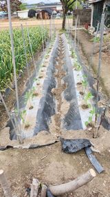 팜모닝 🌱내 작물 자랑하기!·참여글 게시글 이미지