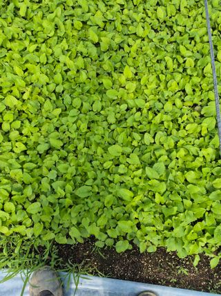 병풍취산채농원님의 자유주제 · 자유게시판 작성글 사진