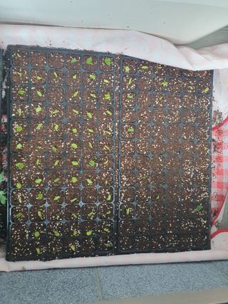 마바리63님의 🌱내 작물 자랑하기! · 참여글 작성글 사진