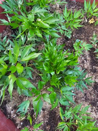 Bmww2226님의 🌱내 작물 자랑하기! · 참여글 작성글 사진