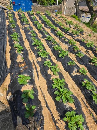 시인의농장님의 자유주제 · 사진전 작성글 사진