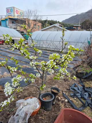 전택춘님의 🌱내 작물 자랑하기! · 참여글 작성글 사진