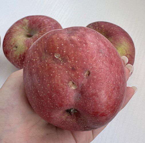 장터 상품 [경북 부사 사과 (가정용)] 썸네일