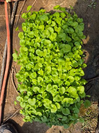 병풍취산채농원님의 자유주제 · 자유게시판 작성글 사진