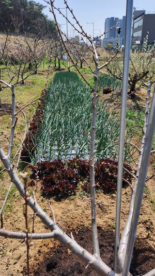 정철환님의 🌱내 작물 자랑하기! · 참여글 작성글 사진