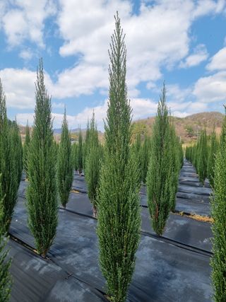 연산나무농장님의 자유주제 · 자유게시판 작성글 사진